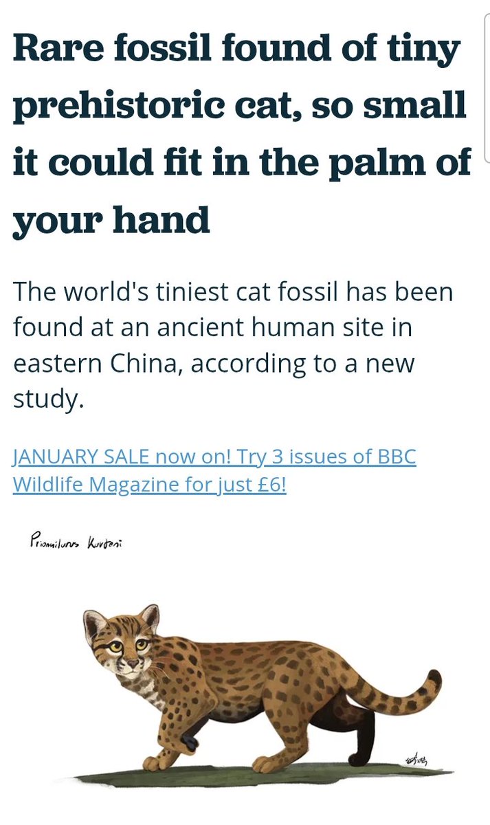 Chart All Cat Species In The World Prehistoric Cats Largest Cat Species  Ever Extinct Biggest Cat, image size:713x1200