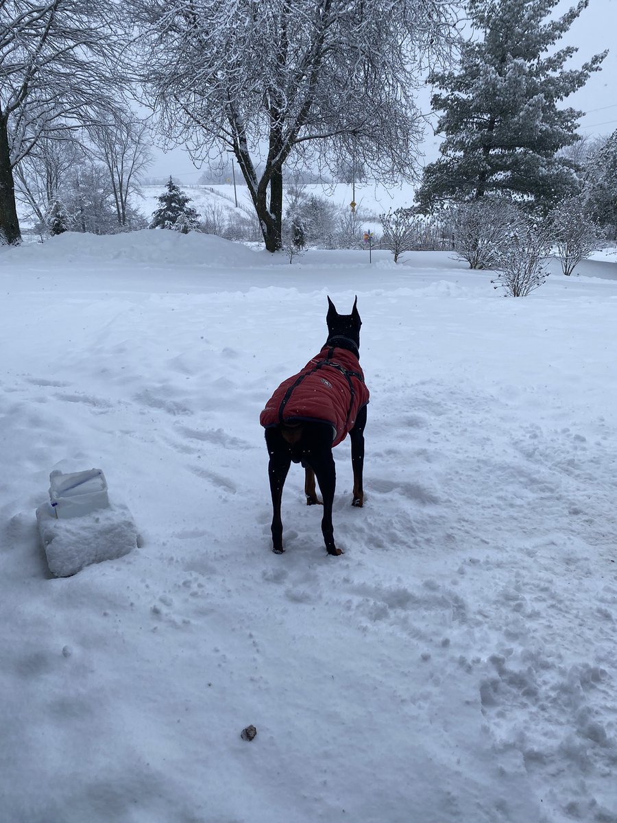 4” overnight and still snowing in Central Missouri 1-10-2025. California, Missouri 65018