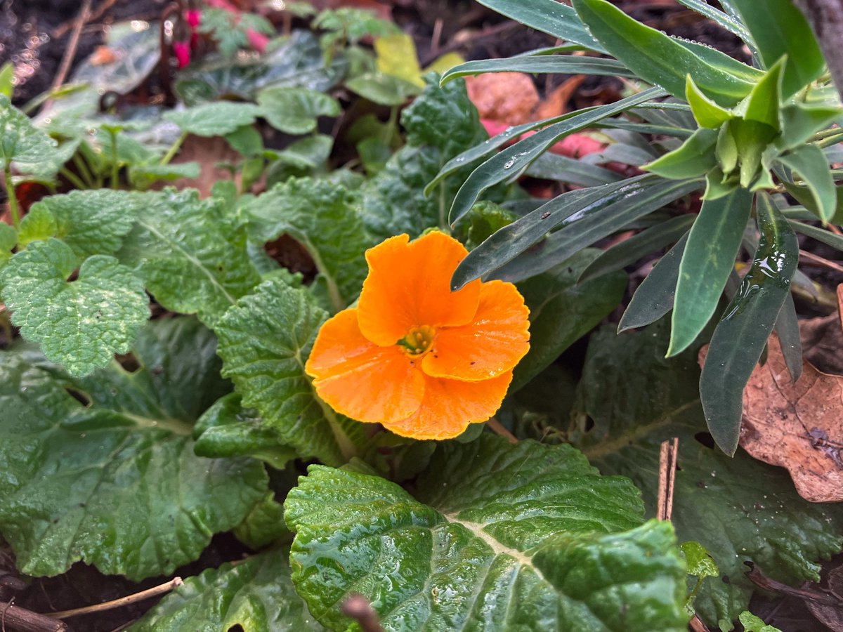Snapshots of the Vicar’s Oak flowerbeds today - a few little magic moments that are going on regardless of world politics or the temperature ❄
#WinterInLondon
