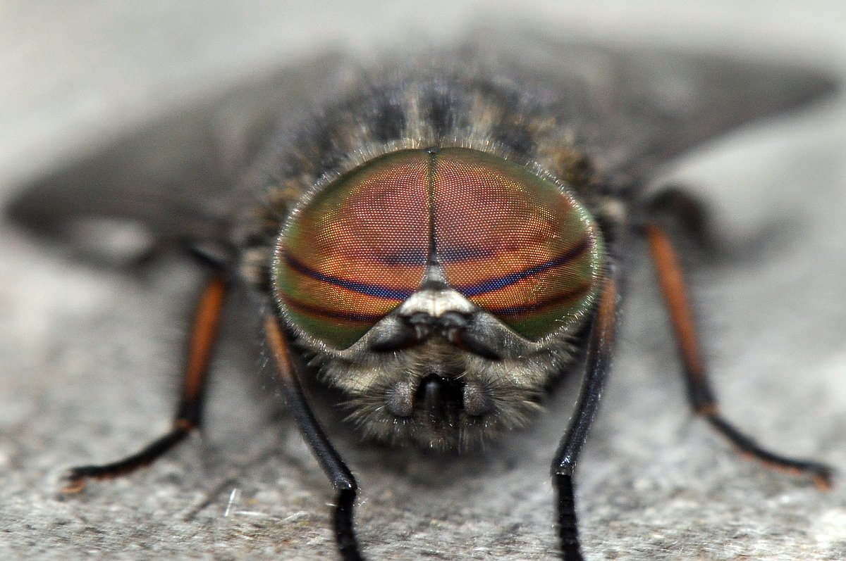 NatureBureau (@naturebureau) on Twitter photo Fabulous #flies – a male Hairy-legged Horsefly (Hybomitra bimaculata) at Westhay Moor NNR on the Somerset Levels ... hairy eyes too Our Guide to #FliesofBritainandIreland to be published Oct 25 bit.ly/4dqQI8Z <a href="/StevenFalk1/">Steven Falk</a> <a href="/gailashton/">Gail Ashton 💚🪲🌍</a> <a href="/Ecoentogeek/">Rory Dimond 🌼🪰🌼🐝🌼🦟</a> <a href="/flygirlNHM/">Dr Erica McAlister</a> <a href="/SomersetWT/">Somerset Wildlife Trust</a> Fabulous #flies – a male Hairy-legged Horsefly (Hybomitra bimaculata) at Westhay Moor NNR on the Somerset Levels ... hairy eyes too Our Guide to #FliesofBritainandIreland to be published Oct 25 bit.ly/4dqQI8Z <a href="/StevenFalk1/">Steven Falk</a> <a href="/gailashton/">Gail Ashton 💚🪲🌍</a> <a href="/Ecoentogeek/">Rory Dimond 🌼🪰🌼🐝🌼🦟</a> <a href="/flygirlNHM/">Dr Erica McAlister</a> <a href="/SomersetWT/">Somerset Wildlife Trust</a>
