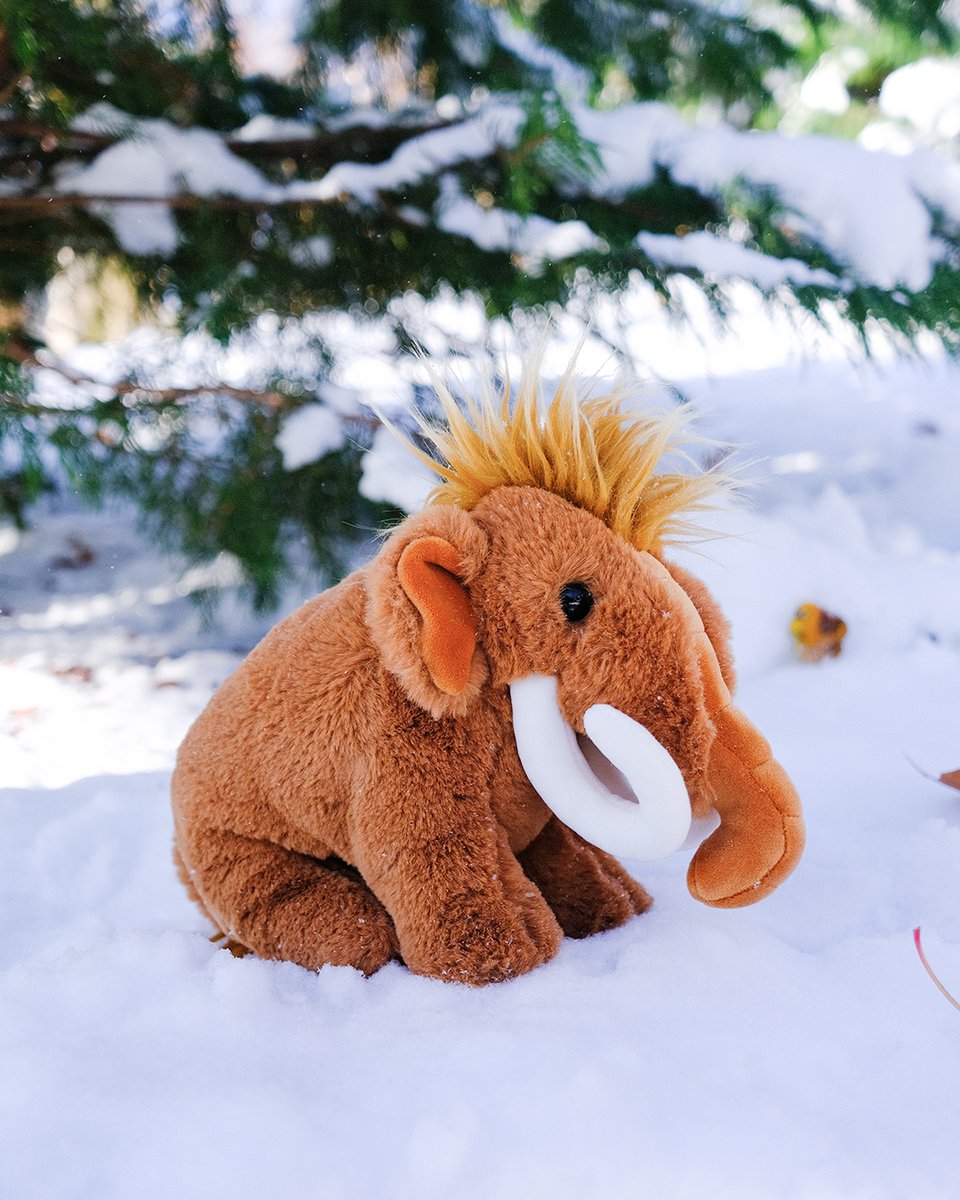 douglastoys's tweet image. ✨ GIVEAWAY!!! ✨

Callie the Wooly Mammoth is loving this cold weather! 🐘 ❄️ 

To enter to win, find us on instagram @douglastoys! 

#mammoth #woolymammoth #nature #biology #animals #education #teachers #cute #plush #stuffedanimals #giveaway #gifts #science  #arctic #iceage