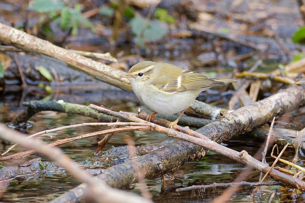 Paul Roberts tweet media