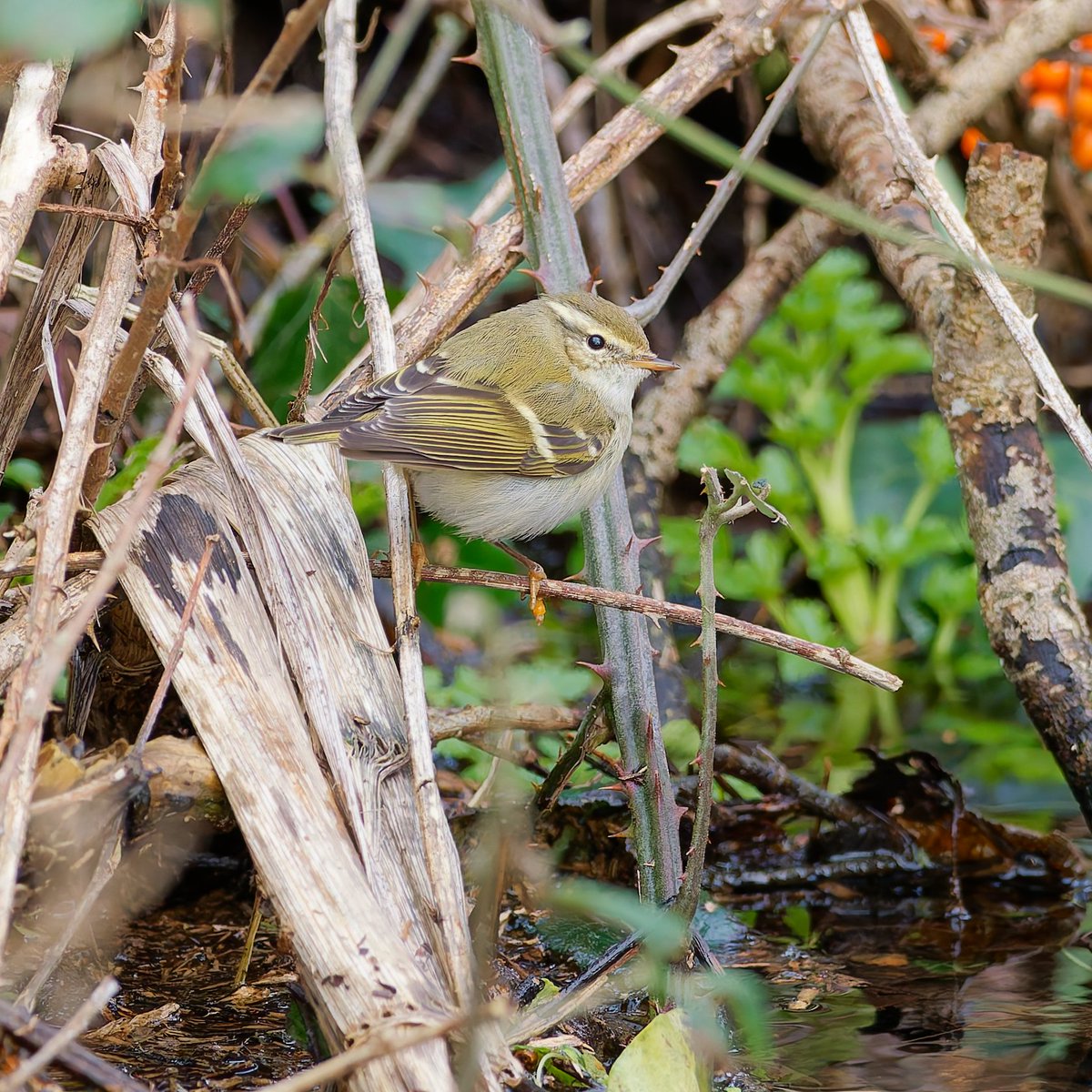 Paul Roberts tweet media