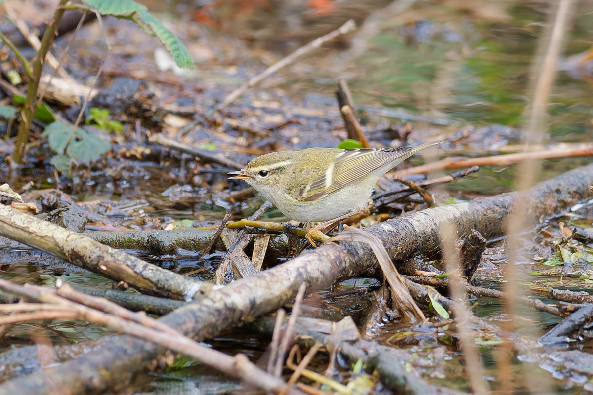 Paul Roberts tweet media