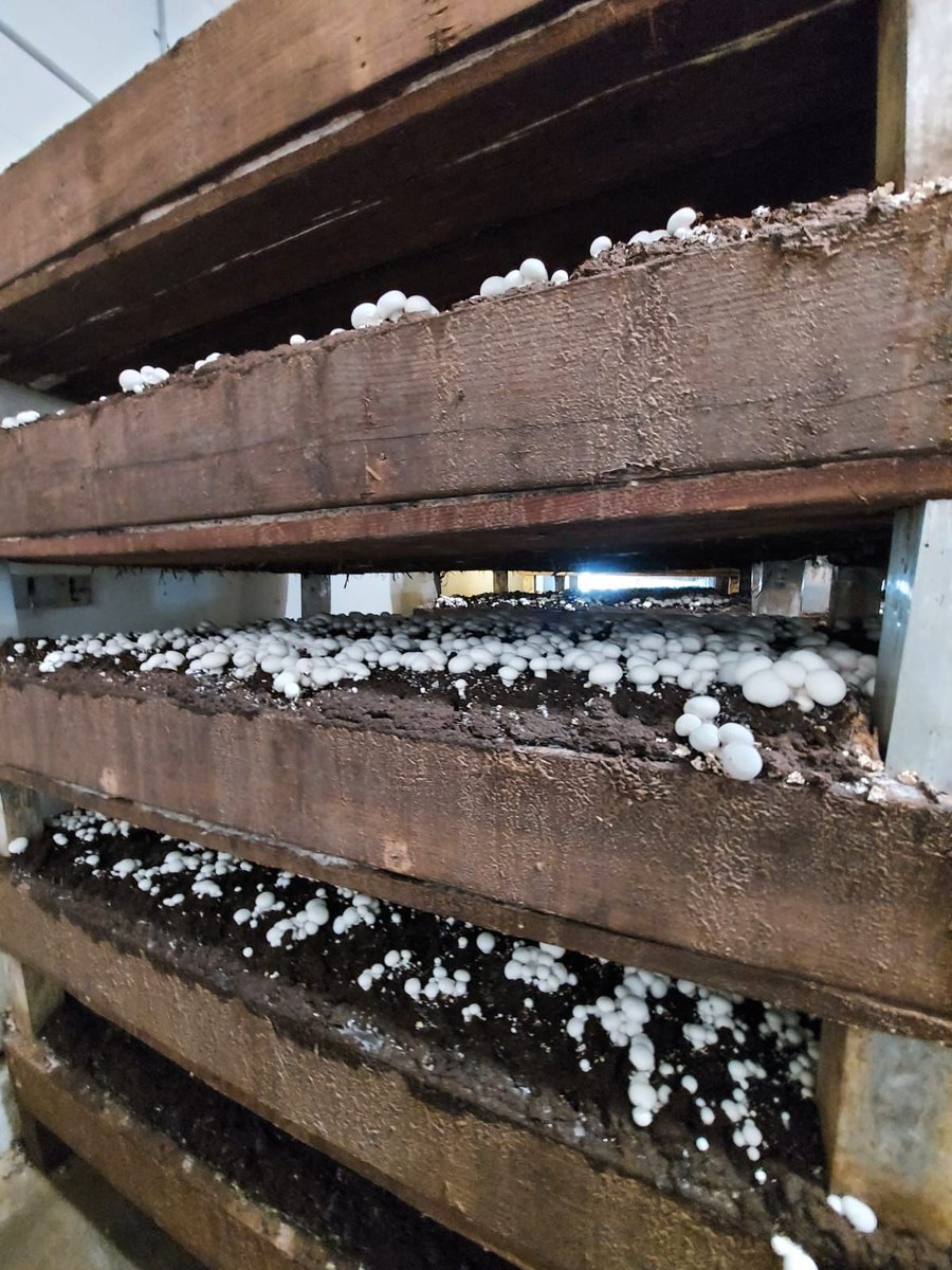 United Farm Workers tweet media