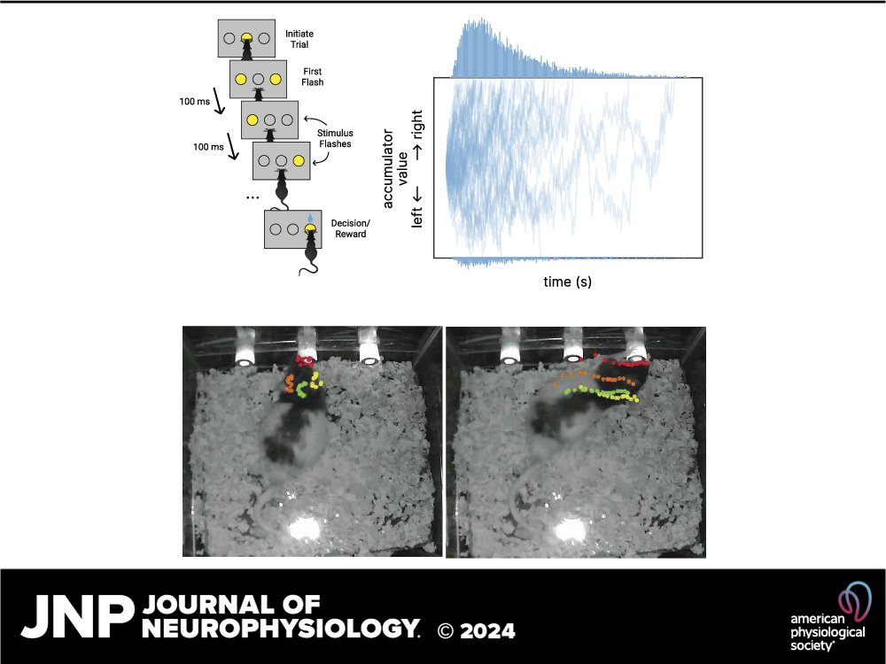 JNP (@jneurophysiol) on Twitter photo 👉 Gary A. Kane et al. study combines a pulse-based task with a motion-based drift diffusion model, revealing new insights into animal choice behavior.
đź”—ow.ly/1Ecc50UwyBq
<a href="/ryan_senne/">Ryan Senne</a> 👉 Gary A. Kane et al. study combines a pulse-based task with a motion-based drift diffusion model, revealing new insights into animal choice behavior.
đź”—ow.ly/1Ecc50UwyBq
<a href="/ryan_senne/">Ryan Senne</a>