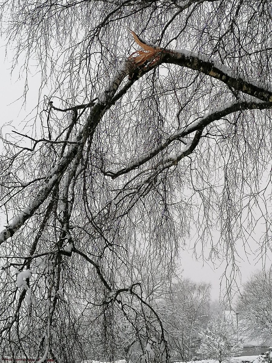 TSchardischau's tweet photo. @Kachelmannwettr Schwelm (Ennepe Ruhr Kreis) nach langer Zeit mal wieder mit 20 cm beschenkt worden.😉 Vorsicht an Bäumen oder generell Wälder meiden 👆 https://t.co/SGnMBWo5fW