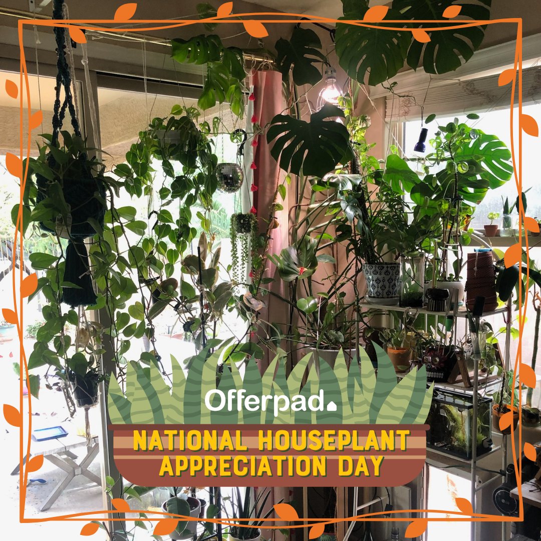 Happy National Houseplant Appreciation Day! 🌿✨ Houseplants bring life and freshness to any space. Plants are the perfect way to make a house feel like home.  📸 shoutout to Offerpad's very own @bigplantdad on instagram.   #offerpad #houseplants