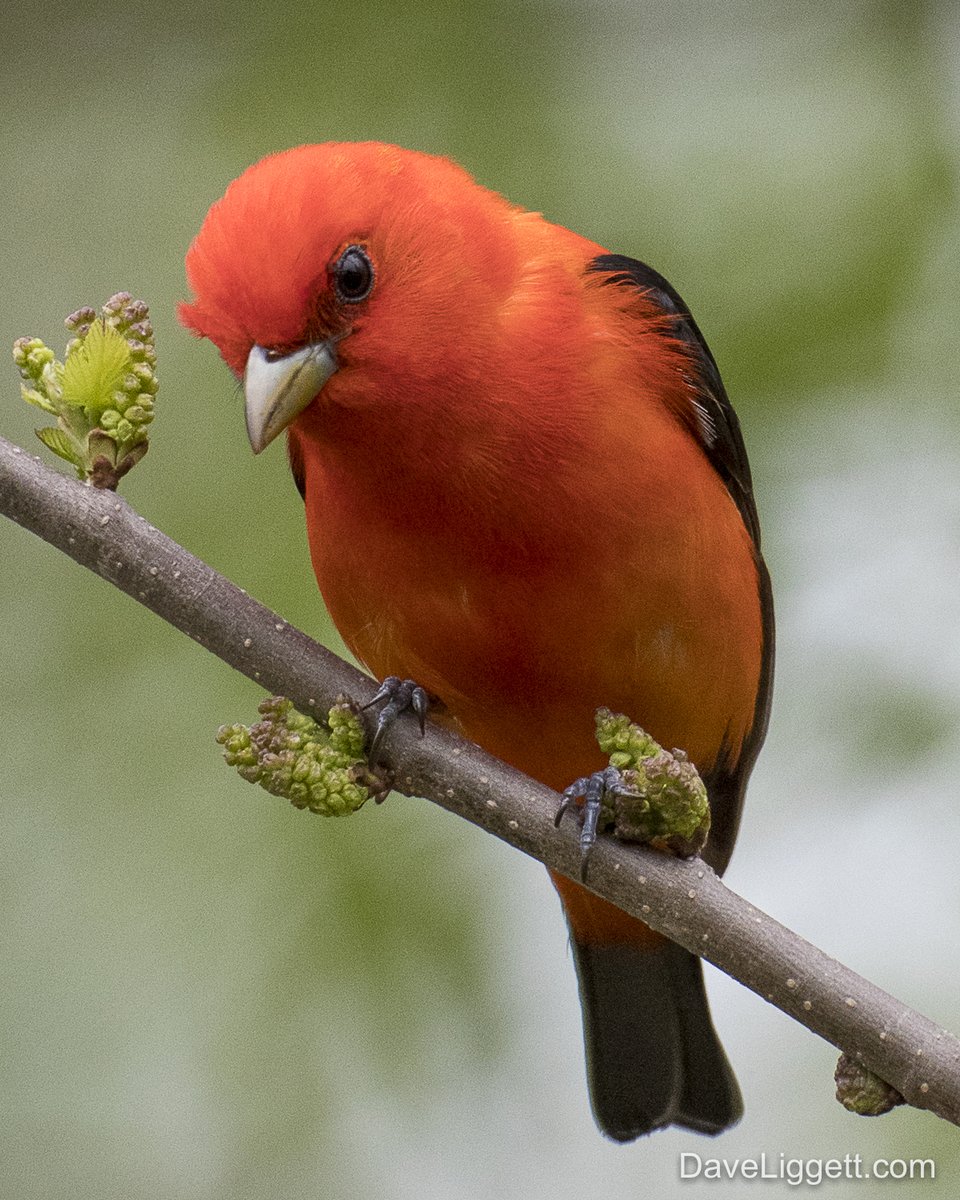 SMBC's tweet photo. Did you know that Scarlet Tanagers  overwinter on Bird Friendly® farms eating insects and wild fruits in the canopy above the coffee plants? #FeatheredFactFriday #ScarletTanager #DrinkBirdFriendly

Photo courteously of Dave Liggett© https://t.co/PmDxuKVnqV
