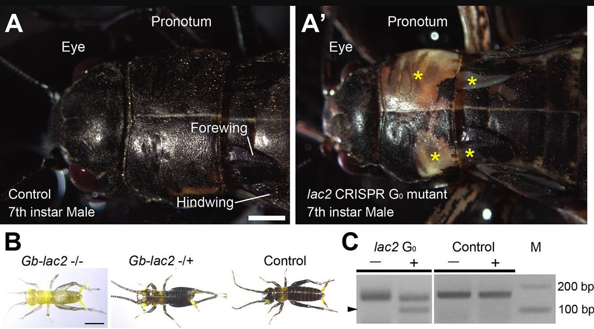 Dev_journal's tweet photo. Establishment of CRISPR/Cas9-based knock-in in a hemimetabolous insect: targeted gene tagging in the cricket Gryllus bimaculatus

Read this Techniques &amp; Resources Article by @polycomb, @Taro_Naaura, Taro Mito, Cassandra Extavour @redmakeda &amp; co.:
https://t.co/1X1XZIn6vK https://t.co/TNjcuwmKt7