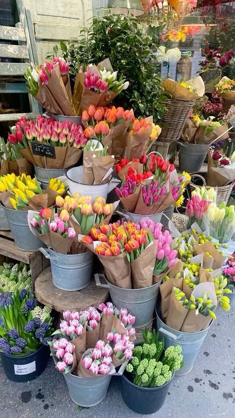classyladylife's tweet photo. tulip season is coming🌷 https://t.co/2d2wfXJlxZ