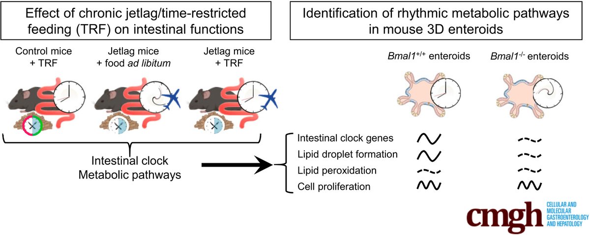 AGA_CMGH's tweet photo. 🔔 Time restricted feeding helps combat the Circadian and #MetabolicDysfunctions of chronic jetlag in the mouse intestine. The study also highlights the power of mouse #Enteroids as a model to explore clock-dependent metabolic functions.
🔗 https://t.co/PH3NkYoEUw https://t.co/Wska3vxJgE