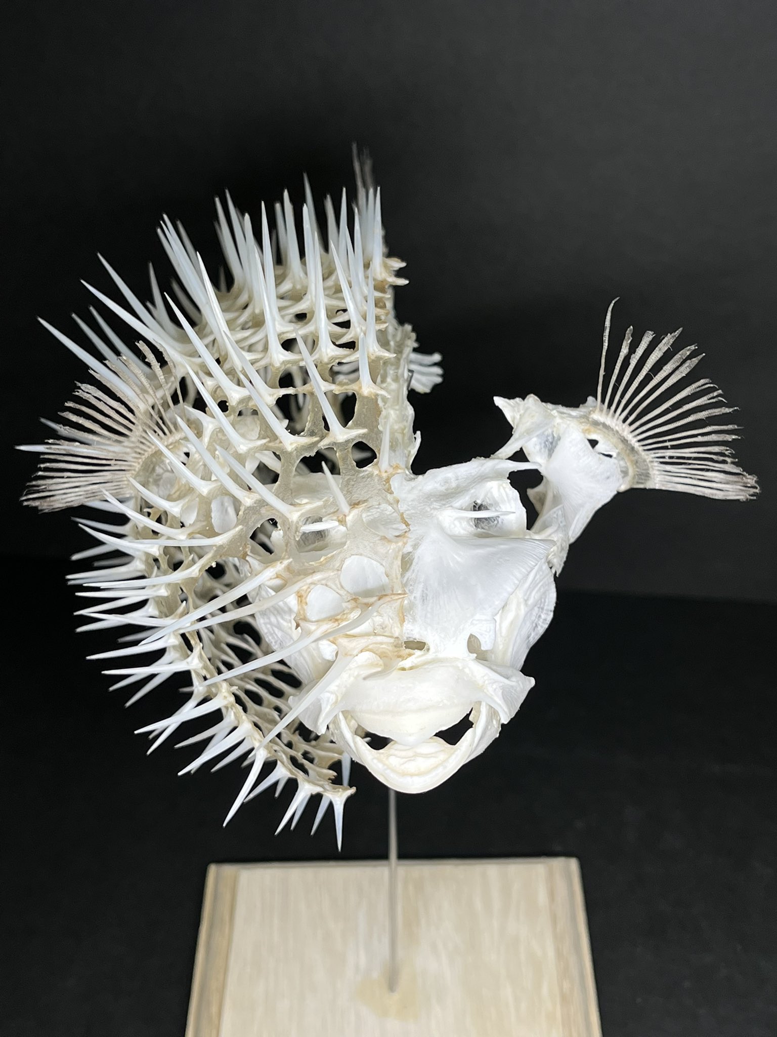 ハリセンボン 骨格標本 鯎朱 on X: 