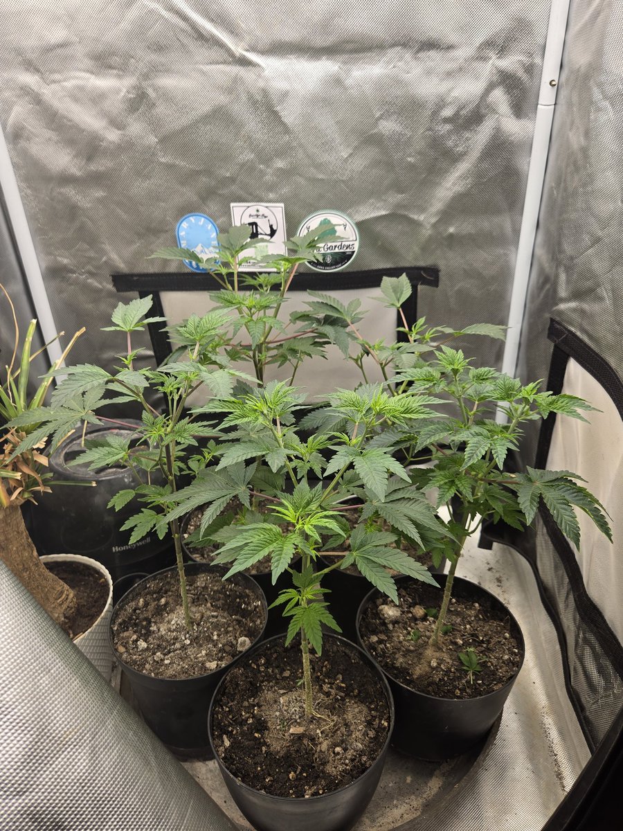 Romulan IX2 Regs Testers by @lrishjake day 47 of veg and doing great I've multi topped 3 of them, and they have taken off since I feed them i top and bottom feed them and they love it i can't wait to flipping them to flower in a few more weeks. #romulangenetics