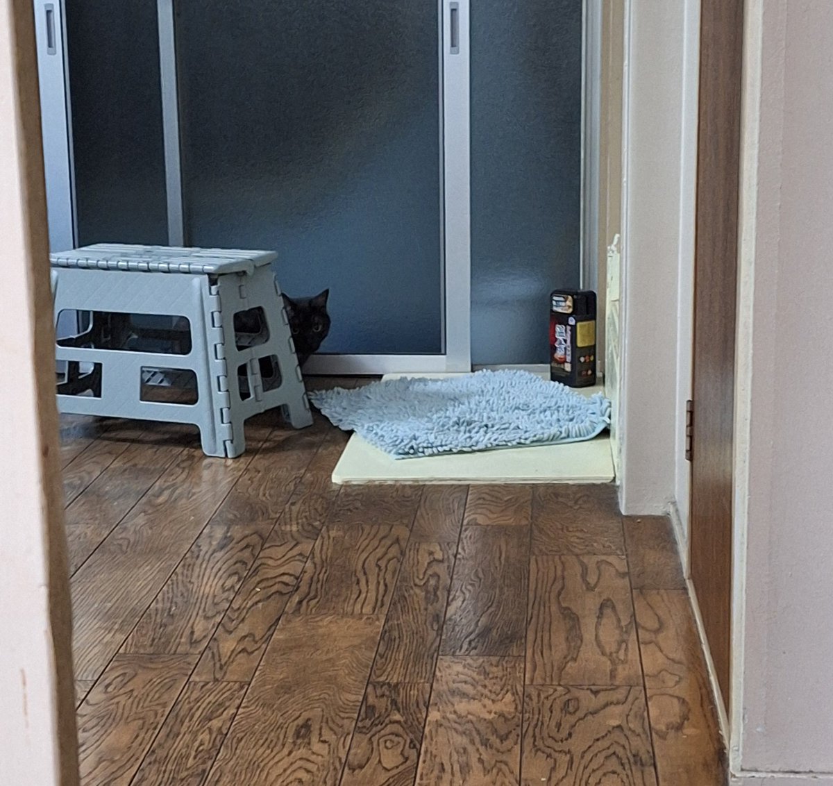 jinlo_e's tweet photo. 仕事から帰ってきたんやけど
猫のお出迎えの距離感にビックリする
 #猫のいる生活 
 #猫のいるしあわせ 
 #猫好きさんと繋がりたい𓏲𓎨 https://t.co/EH2Hfg04lk
