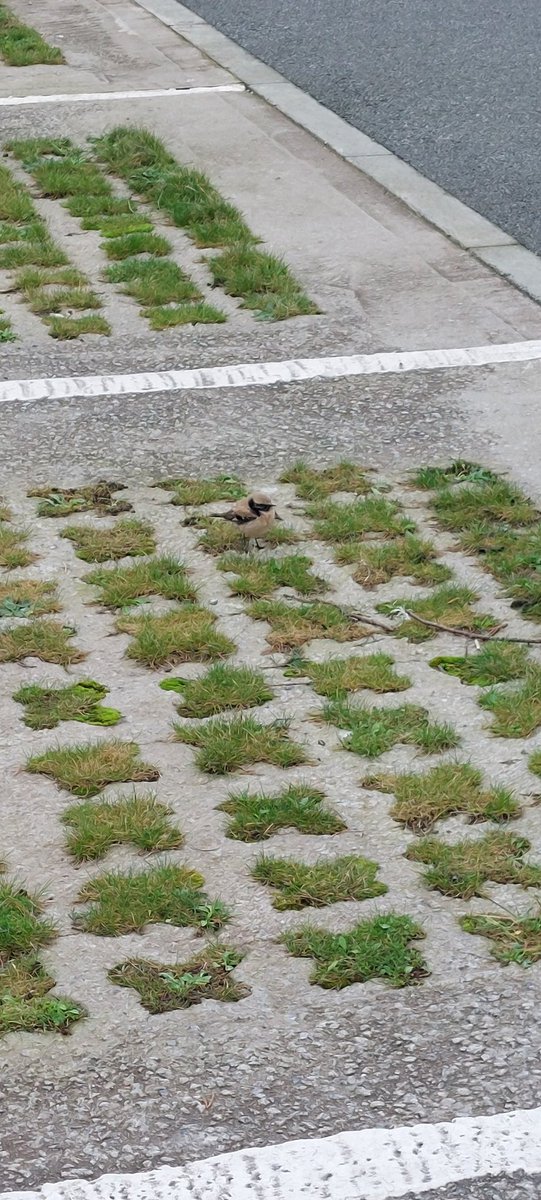 Funny how your day can change in an instant. Did a bit of seawatching at Pendine, Carmarthenshire but too cold. Got back to the car and a Desert Wheatear pops out from underneath it!