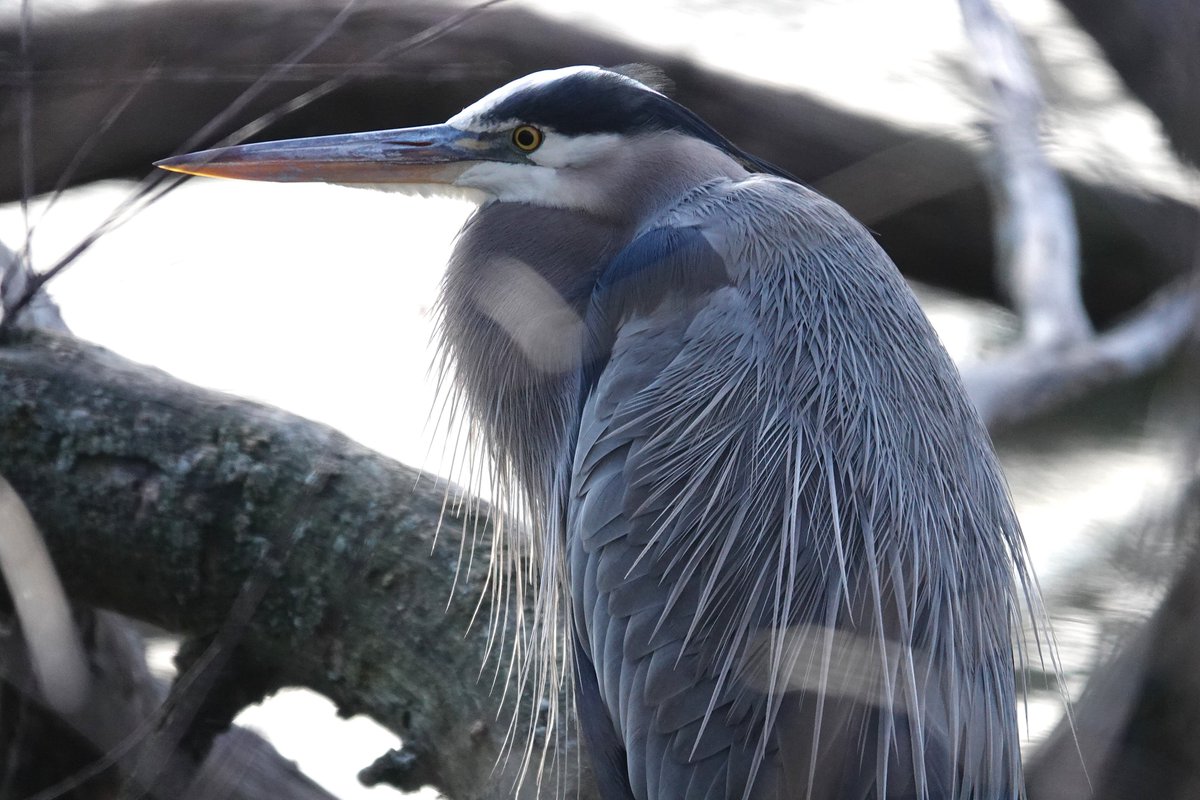 PC (@paminnyc) on Twitter photo Positive photo day 1761: Not one but two cold Great Blue Herons in Van Cortlandt Park. Each time I tried to take a photo they both flew off. The fourth time they weren't spooked but it was tough to get unobstructed photos. #birdphotography #Bronx #NYC <a href="/vcpalliance/">Van Cortlandt Park Alliance</a> <a href="/BirdBronx/">Bronx Bird Alert</a> Positive photo day 1761: Not one but two cold Great Blue Herons in Van Cortlandt Park. Each time I tried to take a photo they both flew off. The fourth time they weren't spooked but it was tough to get unobstructed photos. #birdphotography #Bronx #NYC <a href="/vcpalliance/">Van Cortlandt Park Alliance</a> <a href="/BirdBronx/">Bronx Bird Alert</a>
