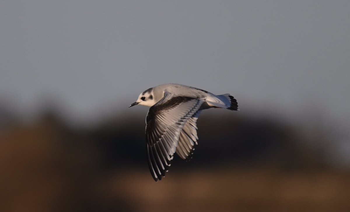 LDV NNR (@ldv_nnr) on Twitter photo The #LDV sightings are now online on the NNR blog - ldvnnr.blogspot.com/p/dec-24.html. Many thanks to everyone who contributed records and counts throughout the month, in particular to members of <a href="/YorkBirding/">York Birding</a> and regular patch birder <a href="/Duncbye/">Duncan Bye</a> The #LDV sightings are now online on the NNR blog - ldvnnr.blogspot.com/p/dec-24.html. Many thanks to everyone who contributed records and counts throughout the month, in particular to members of <a href="/YorkBirding/">York Birding</a> and regular patch birder <a href="/Duncbye/">Duncan Bye</a>
