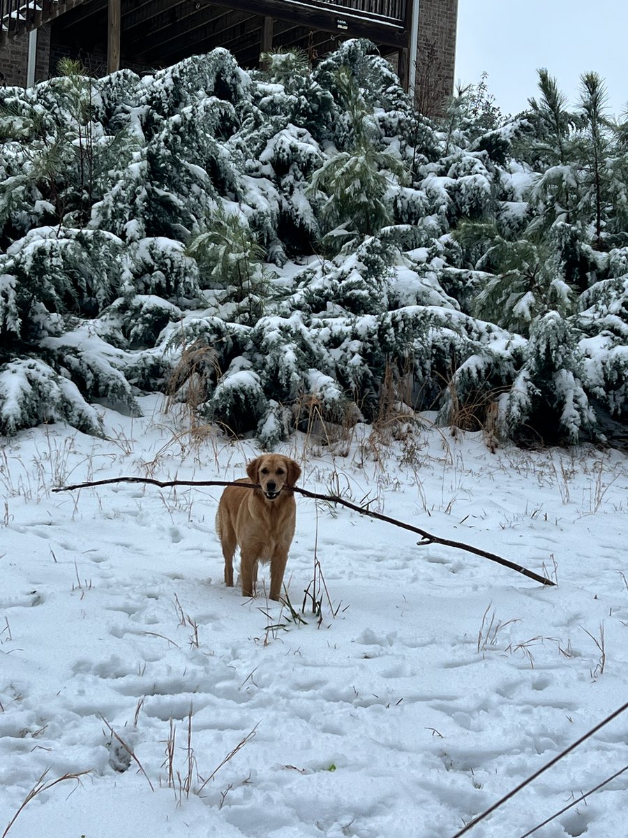 JMCJr_27's tweet photo. Our puppy is enjoying the snow.  @spann @StephWVTM13 https://t.co/4N4LqQbEAW