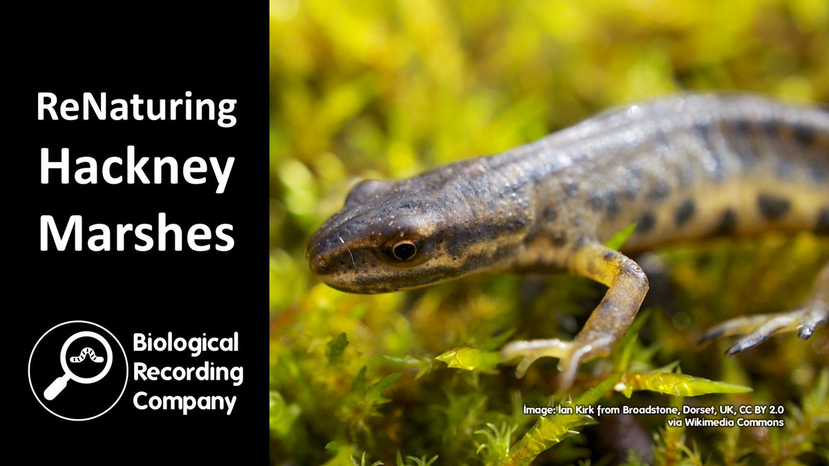 Hear from <a href="/treeruss/">russell miller</a> about the work of <a href="/renatureldn/">Re Nature London</a> to reverse many of the negative ecological impacts of lockdown on Hackney Marshes. <a href="/LNHSoc/">LNHS</a> <a href="/iGiGL/">GiGL</a>

eventbrite.co.uk/e/1044278664597