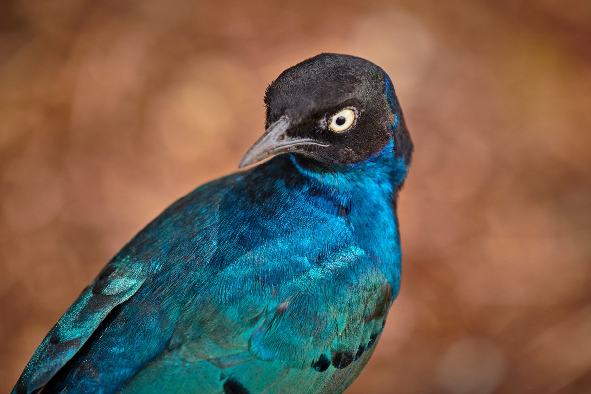 bownaankamal's tweet photo. If you have not seen a blue angry bird - Superb Starling | Ngorongoro | Tanzania
.
.
#superbstarling #ngorongoro #bluebirds #wildlife #wildlifephotographyworld #wildlifephotography #wildlifeplanet #natgeowild #natgeoafrica #bbcwildlifepotd #bbcwildlife #bbcwild #yourshotphotographer #bownaankamal #jawsafrica