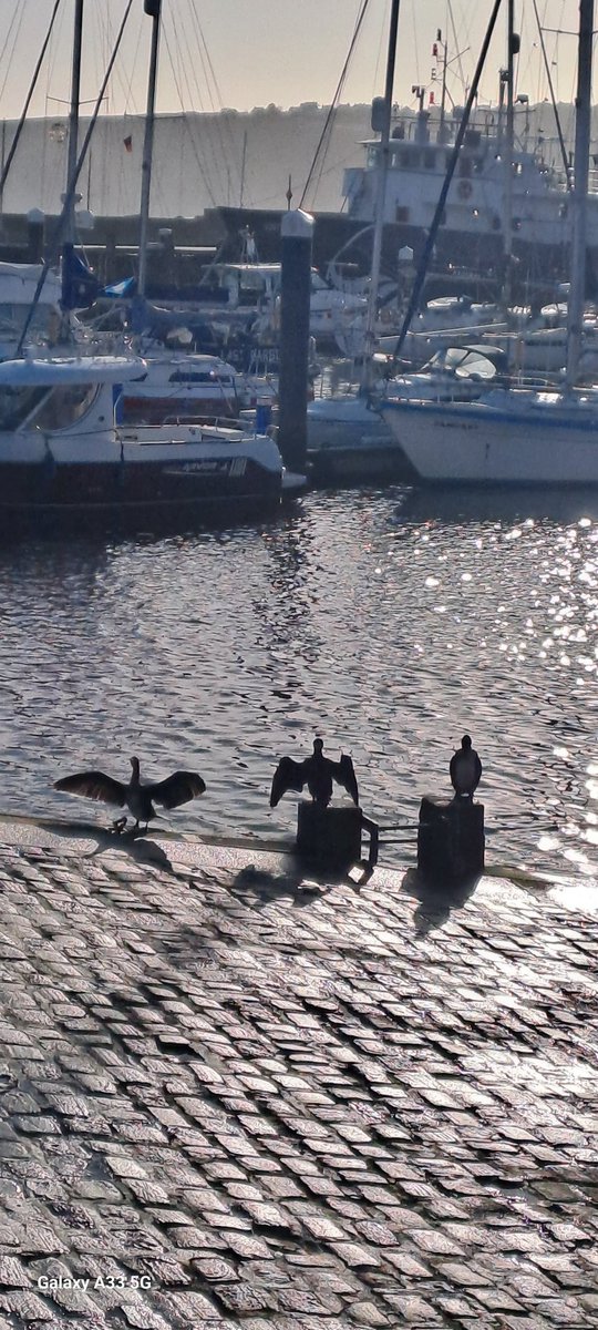 Cormorants dry off in the winter sunshine #scarboroughharbour