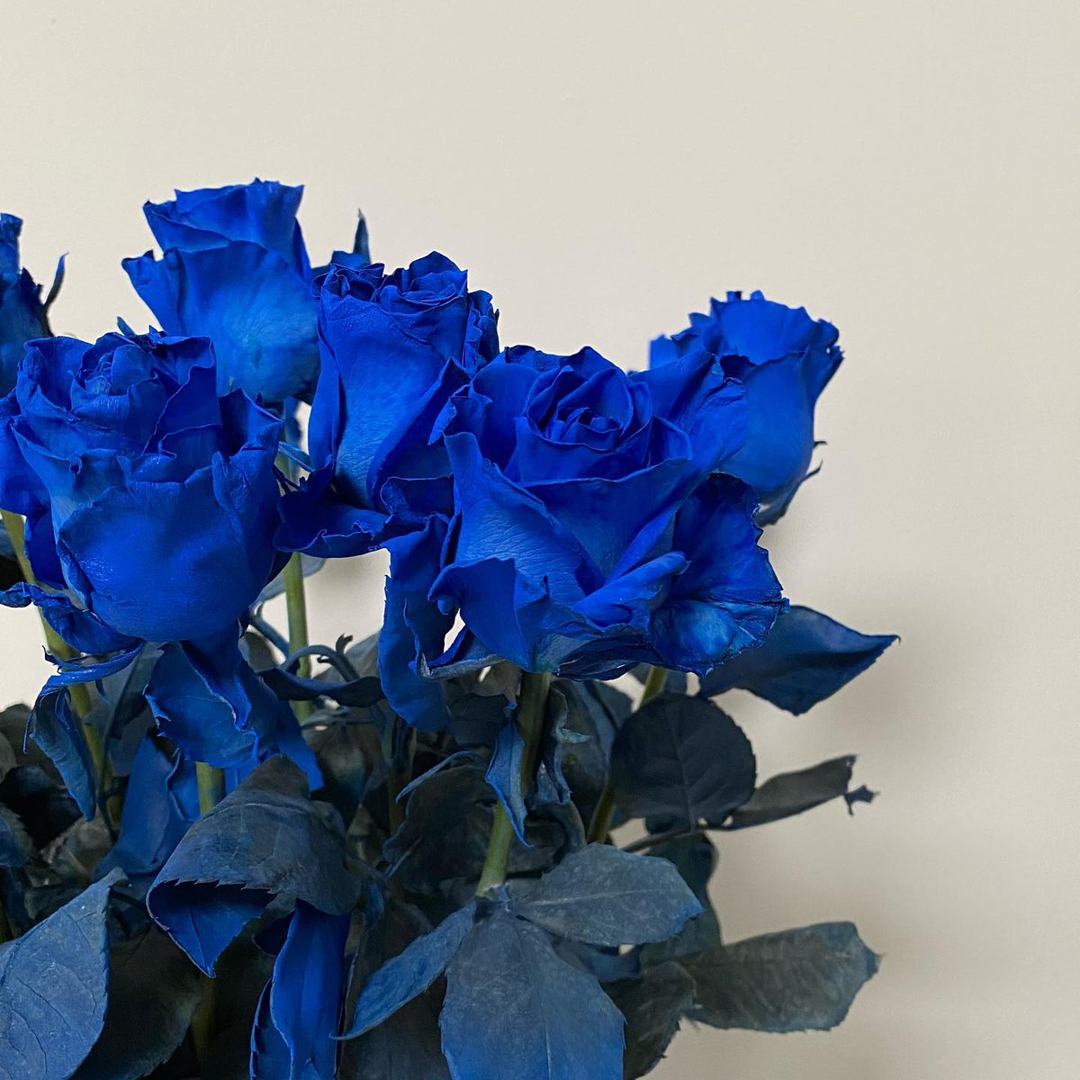 May life be filled with that which helps you bloom and feel your most vibrant self 💙