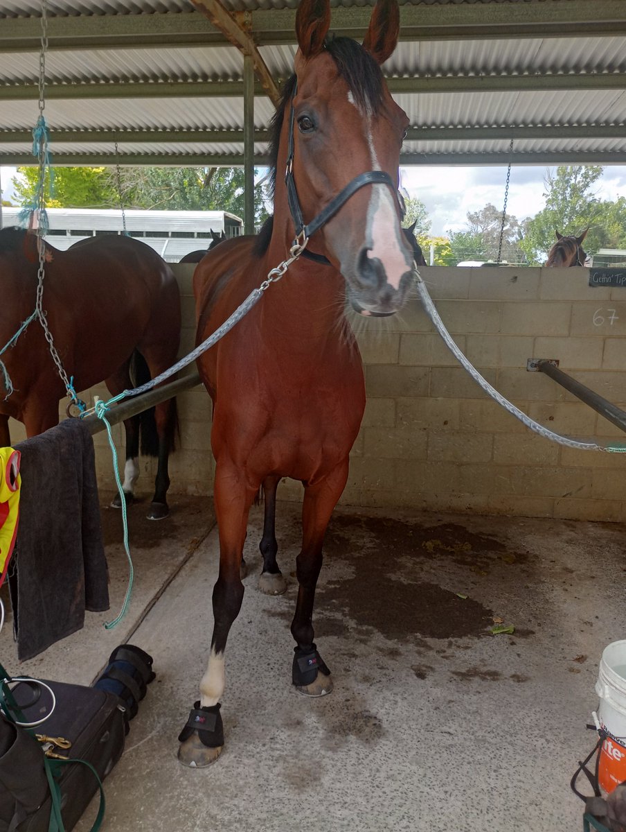 AttungaRacing's tweet image. It was great to catch up with the other owners of #CommandoJack @ #Orange #Racing not the result we wanted beaten 3.5 lengths and had a few things against him track bias I'm sure @DJSRacing6 Team will get him back to the Winning Stall 🥇🏇🏆