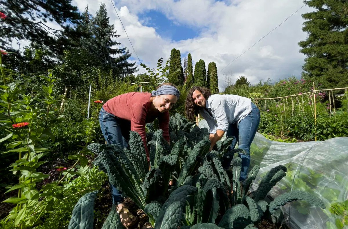 Urban Farming – Gärtnern fürs Klima: Die Gemüseheld*innen wollen Frankfurt zur essbaren Stadt machen. Obst und Gemüse in Parks, auf Grünstreifen und in Vorgärten. Gesunde Lebensmittel vor der Haustür. ardmediathek.de/video/erlebnis…