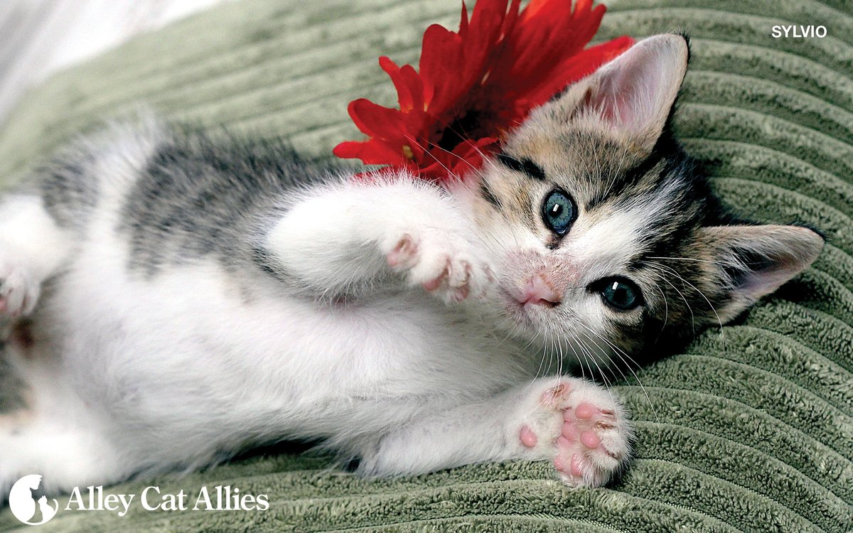 alleycatallies's tweet image. Amazing news: Cat declawing is officially BANNED in Massachusetts! Governor Healey signed the ban bill into law yesterday, and in so doing has ensured cats throughout the state are protected from this cruel procedure that can cause lifelong harm.