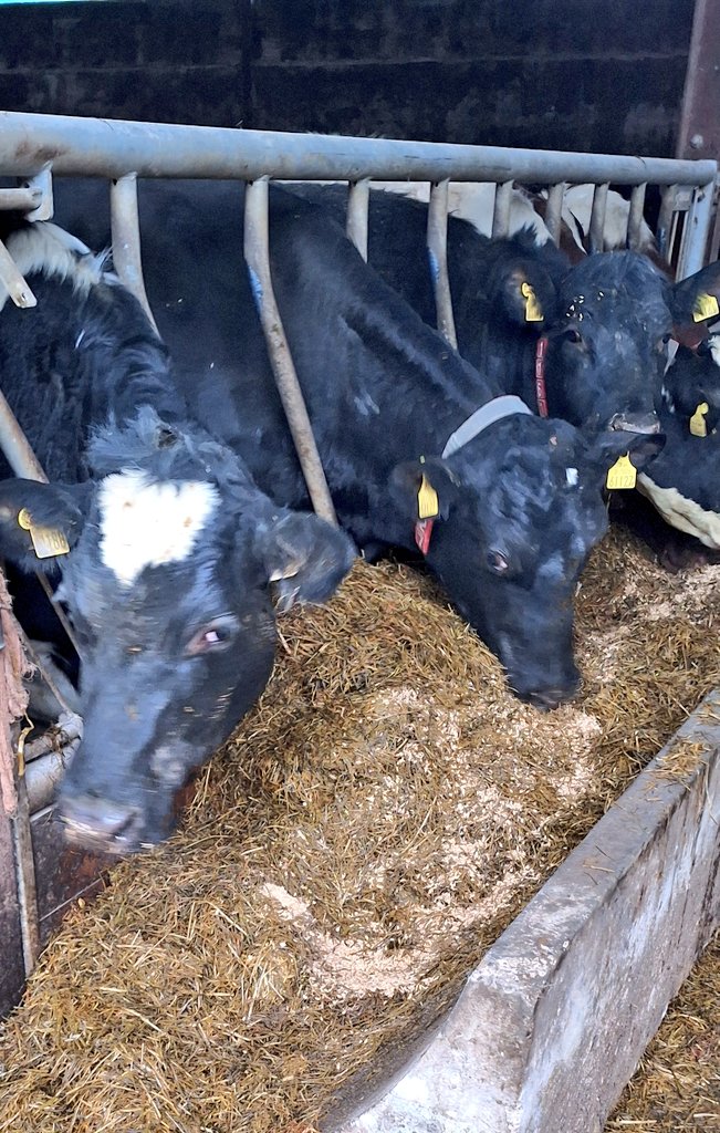 Kieran Griffin tweet media