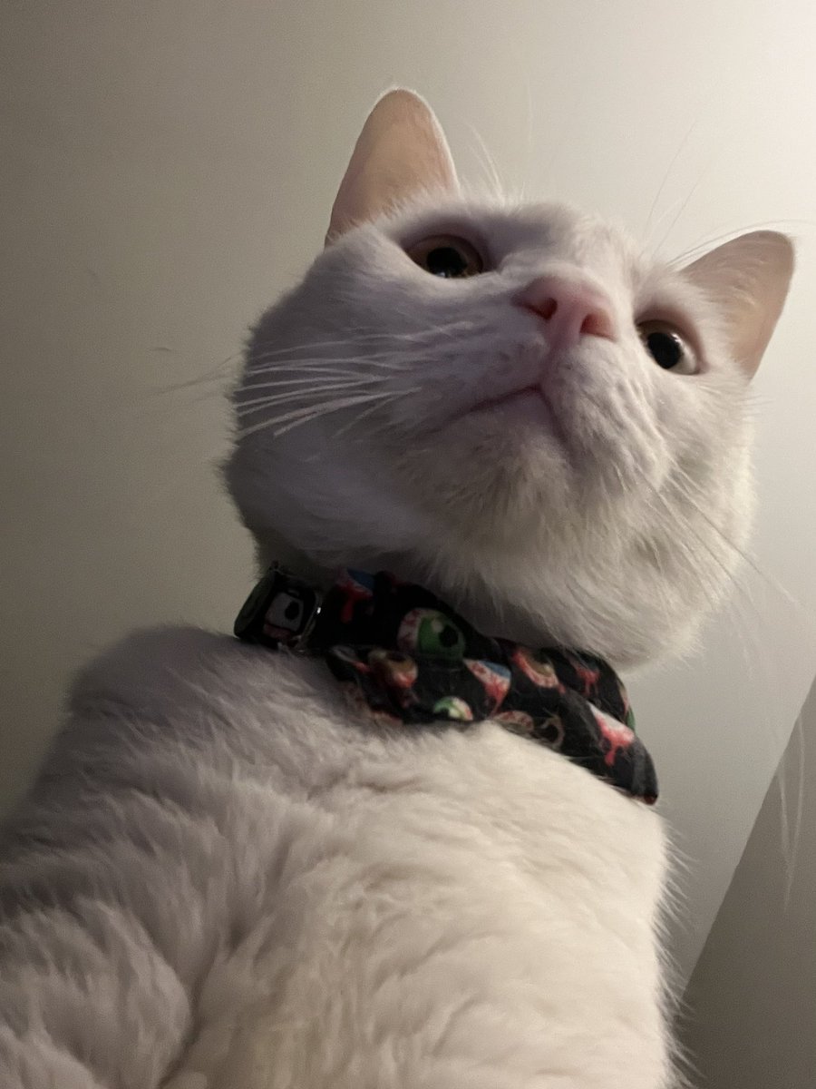 Paul Blart tweet media