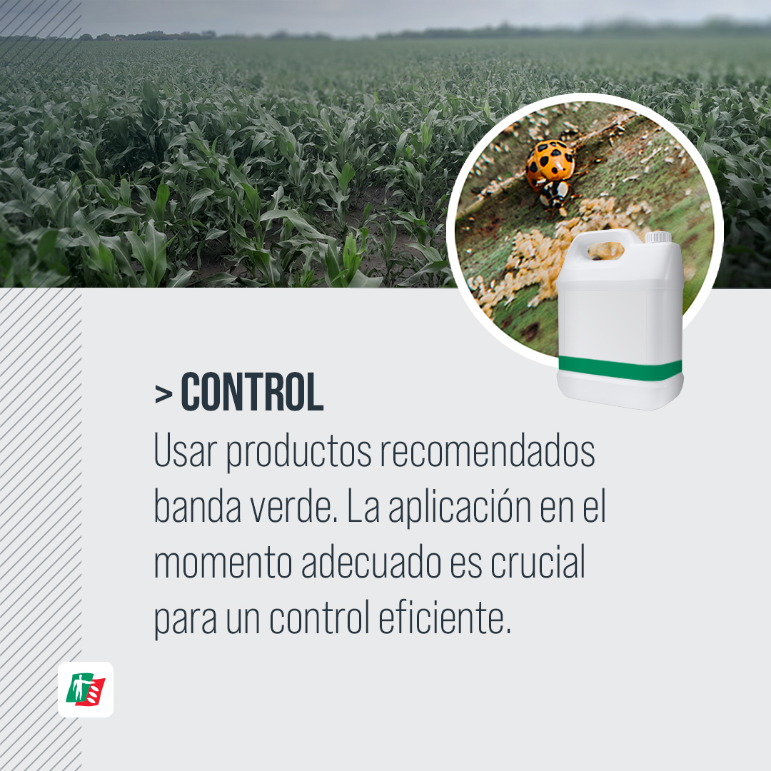 ⚠️ ¡Atención, productores sorgueros! 
El #PulgónAmarillo puede afectar el rendimiento de tu #sorgo si no actuamos a tiempo. Monitorear es clave: revisá tus cultivos regularmente y detectá las primeras señales. La prevención y control temprano son vitales para minimizar pérdidas.