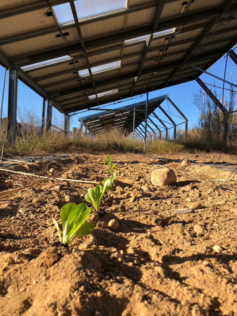 Plantation de salades sur un terrain agricole désert sous des panneaux solaires en Pyrénées-Orientales. Mobilisation de dénonciation de la Confédération paysanne ce matin 👇
