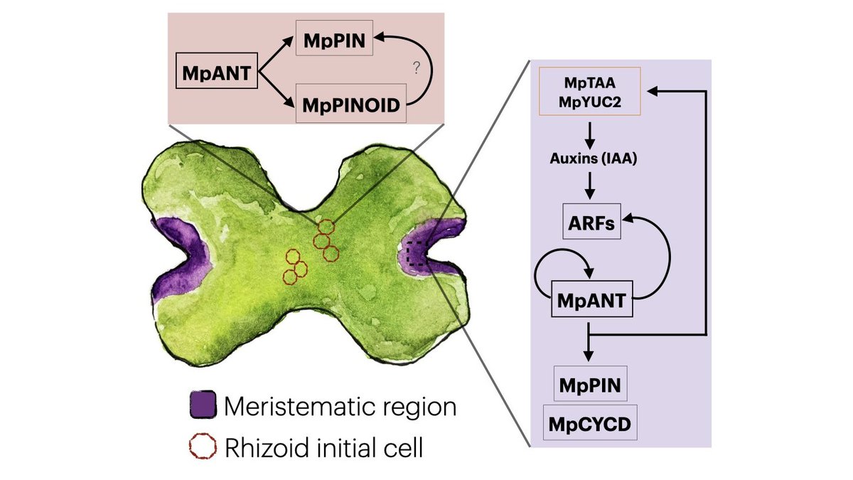Our recent findings indicate that the single PLETHORA gene in Marchantia, is essential in a feedfwd regulatory loop that controls MpPIN localization. 

biorxiv.org/content/10.110…