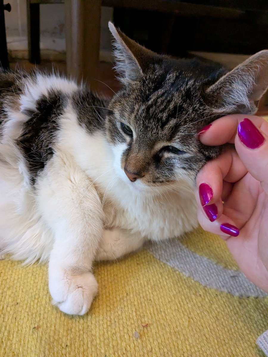 A terrible reason to post here again but we found out yesterday that sweet miss Milly has very aggressive/fast-moving cancer (the first sign something was wrong came the week of christmas) and we probably only have a few more days with her. We are devastated.