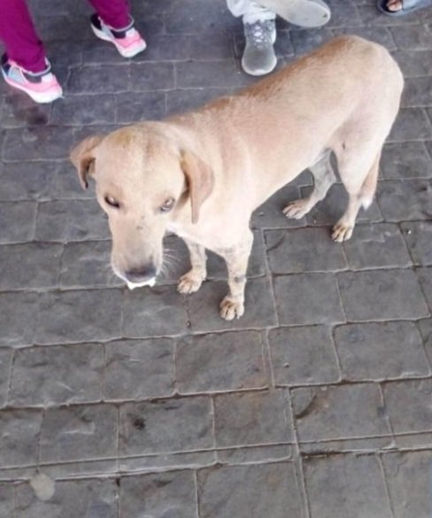 Perrito ciego en el Terminal de #Porlamar , #islademargarita. Necesitamos un lugar urgente para trasladarlo, hogar temporal, definitivo. Un perrito ciego no puede estar en la calle. Su condición es demasiado vulnerable. Comparte #ayuda