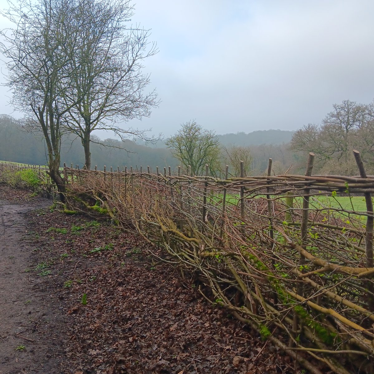 #Hedgelaying is an ancient craft, especially associated with the British Isles. It has been practiced for centuries to create living fences. Do you know your pleachers from your binders? Here's how it's done and why it's special🌳 1/7
#TraditionalCrafts #Conservation