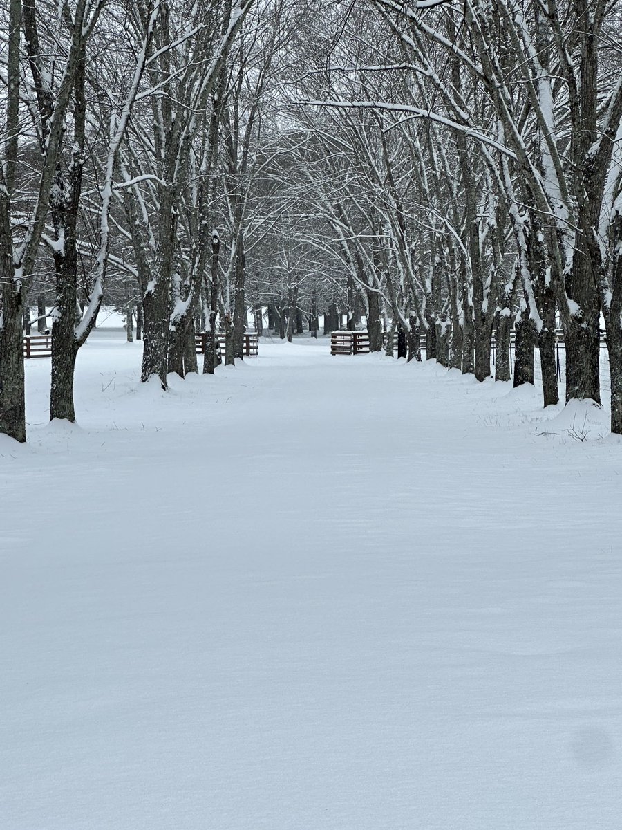 Snow Day 2025. Looking down my driveway