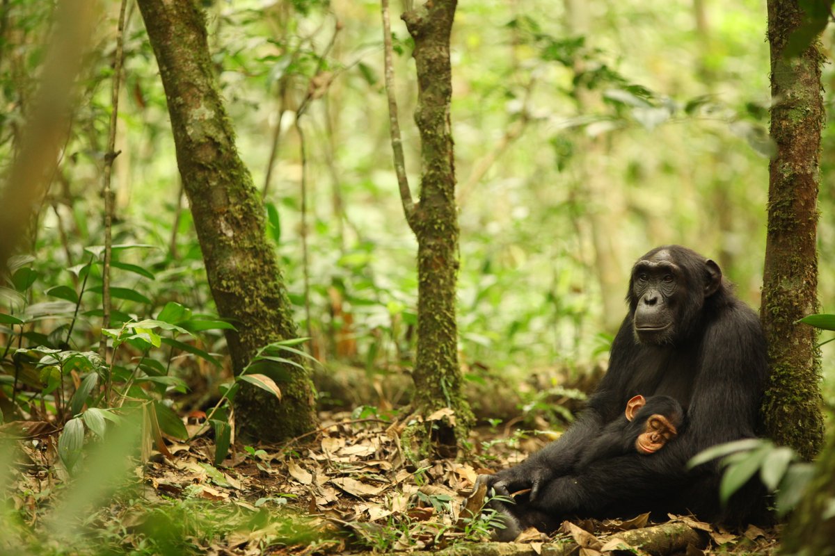 HumanOriginsASU's tweet image. 🧬"Largest genetic chimpanzee study unveils how they’ve adapted to multiple habitats and disease."🌍 Kevin Langergraber - IHO research scientist and @ASUBeingHuman associate professor contributed to study. Led by @H_Ostridge @UGI_at_UCL Read: bit.ly/4gO4dSK