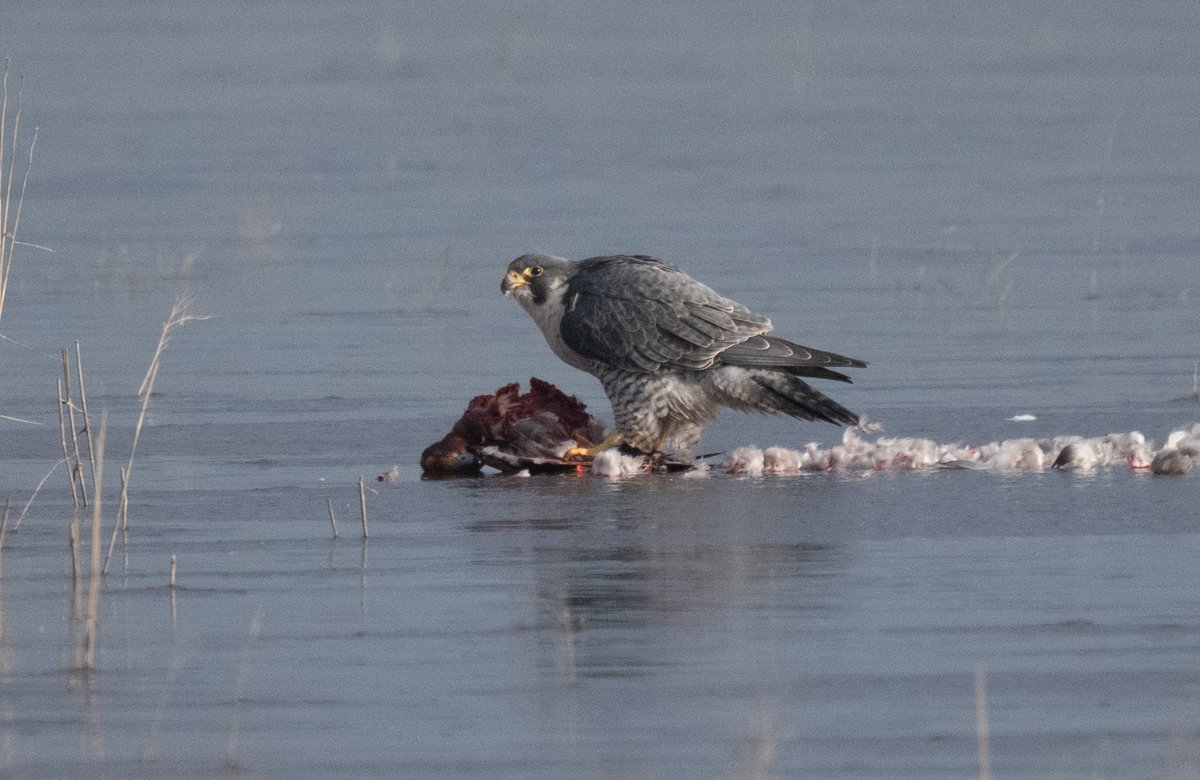 Ian Philip Misselbrook tweet media