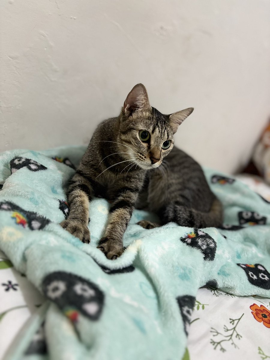 Rutinitas Chesire alias Cece sebelum bobok