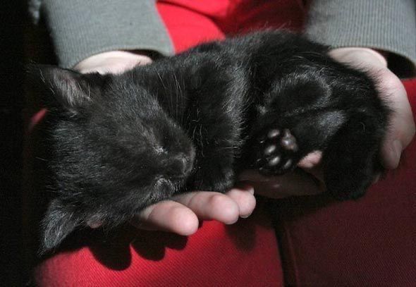 Black cats are not bad luck (@visualscat) on Twitter photo 