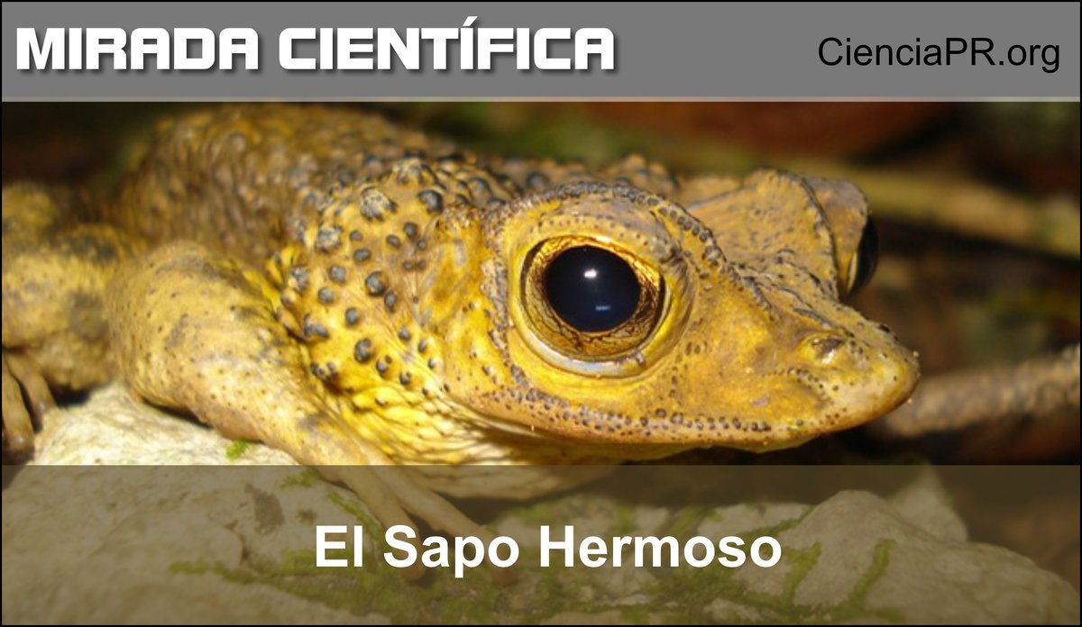 MiradaCientific's tweet image. Si quieres conocer más sobre el sapo concho y algunos esfuerzos para su conservación, escucha este "throwback" de Mirada Científica en nuestra página o en tu plataforma favorita de podcast.

jyestudio.com/mirada-cientif…