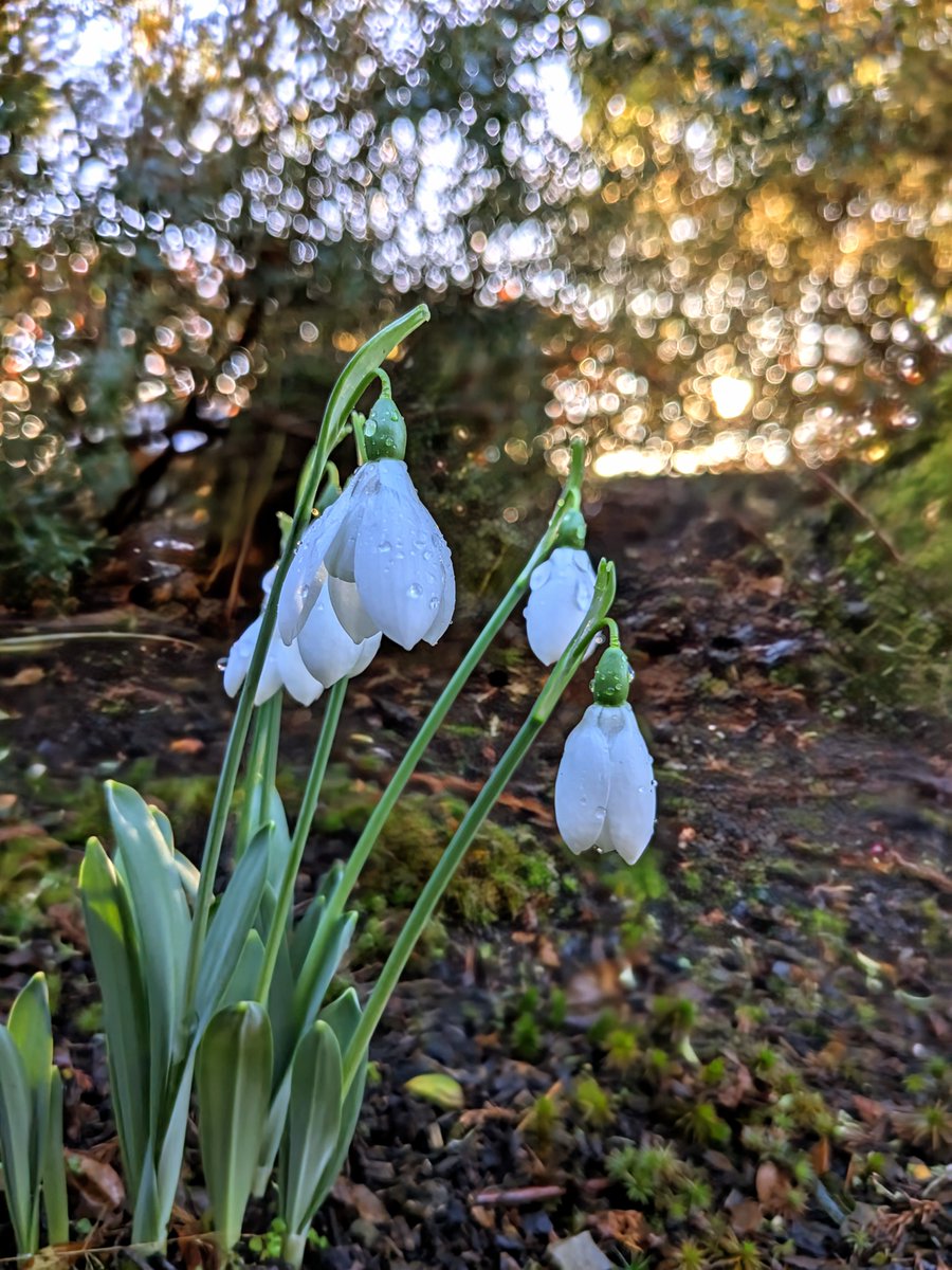 National Trust Cymru (@ntcymru_) on Twitter photo As winter turns to spring, <a href="/BodnantGardenNT/">Bodnant Garden NT/YG Gardd Bodnant</a> is adorned with the first snowdrops, their delicate white petals a sign of the changing season.
Rich colours and winter-flowering shrubs brighten the garden, creating a peaceful and hopeful atmosphere.
bit.ly/2BW4nan As winter turns to spring, <a href="/BodnantGardenNT/">Bodnant Garden NT/YG Gardd Bodnant</a> is adorned with the first snowdrops, their delicate white petals a sign of the changing season.
Rich colours and winter-flowering shrubs brighten the garden, creating a peaceful and hopeful atmosphere.
bit.ly/2BW4nan