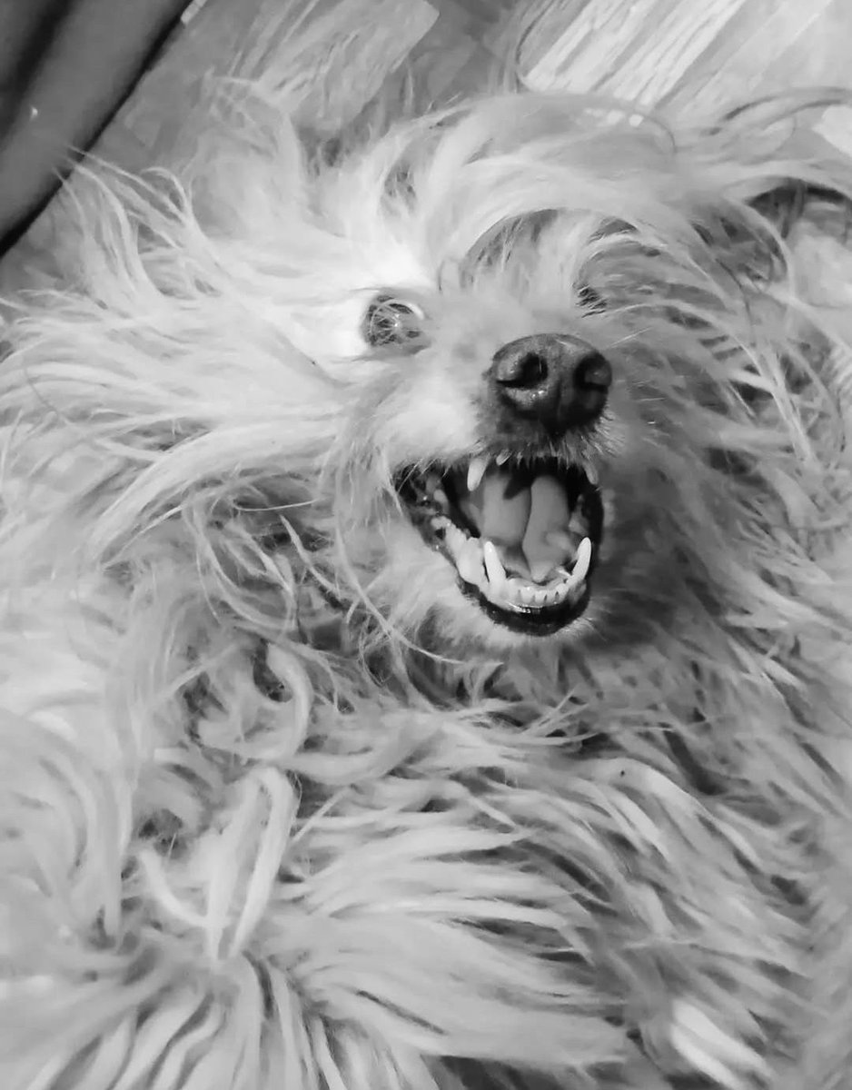 Boses Tristes tweet media