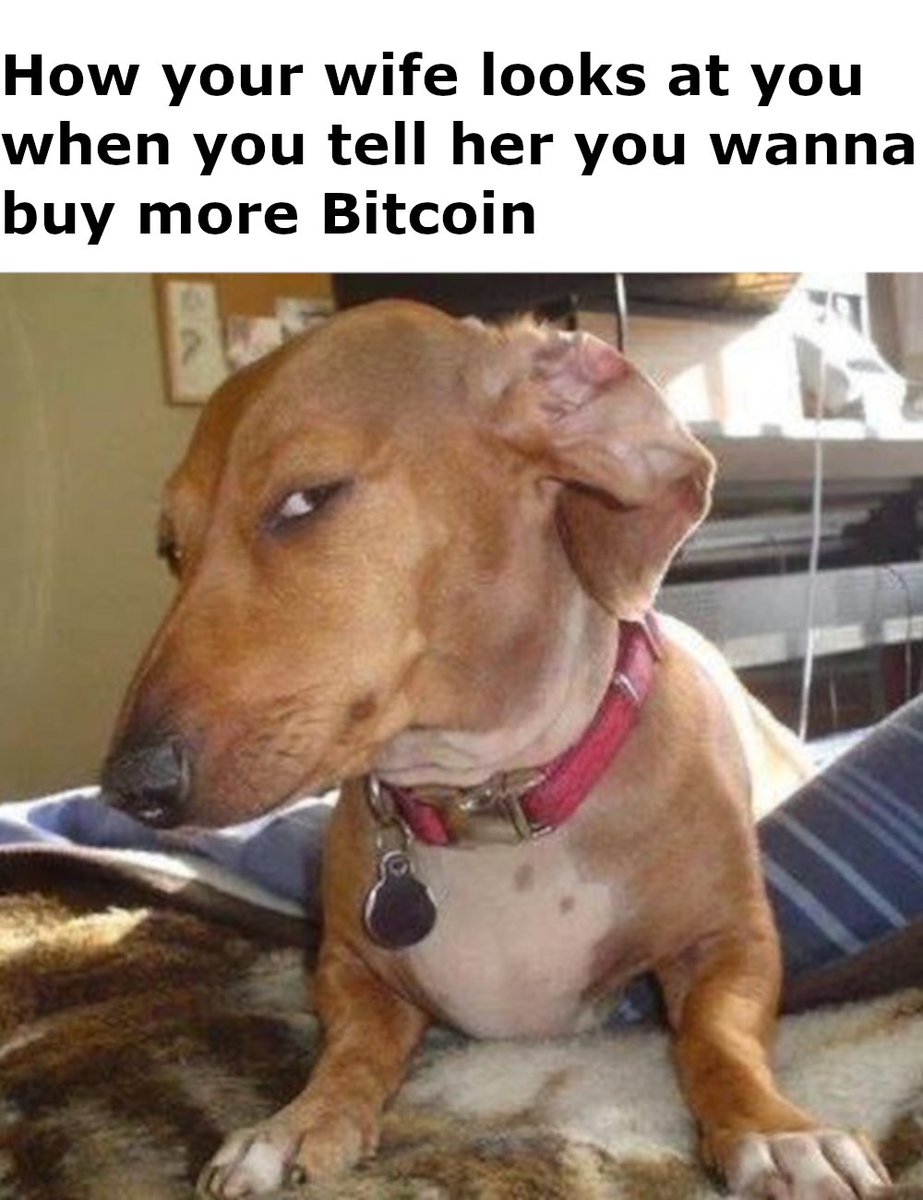 SideEyeChico's tweet photo. @BitcoinMagazine $CHICO knows https://t.co/FTOeYj604h