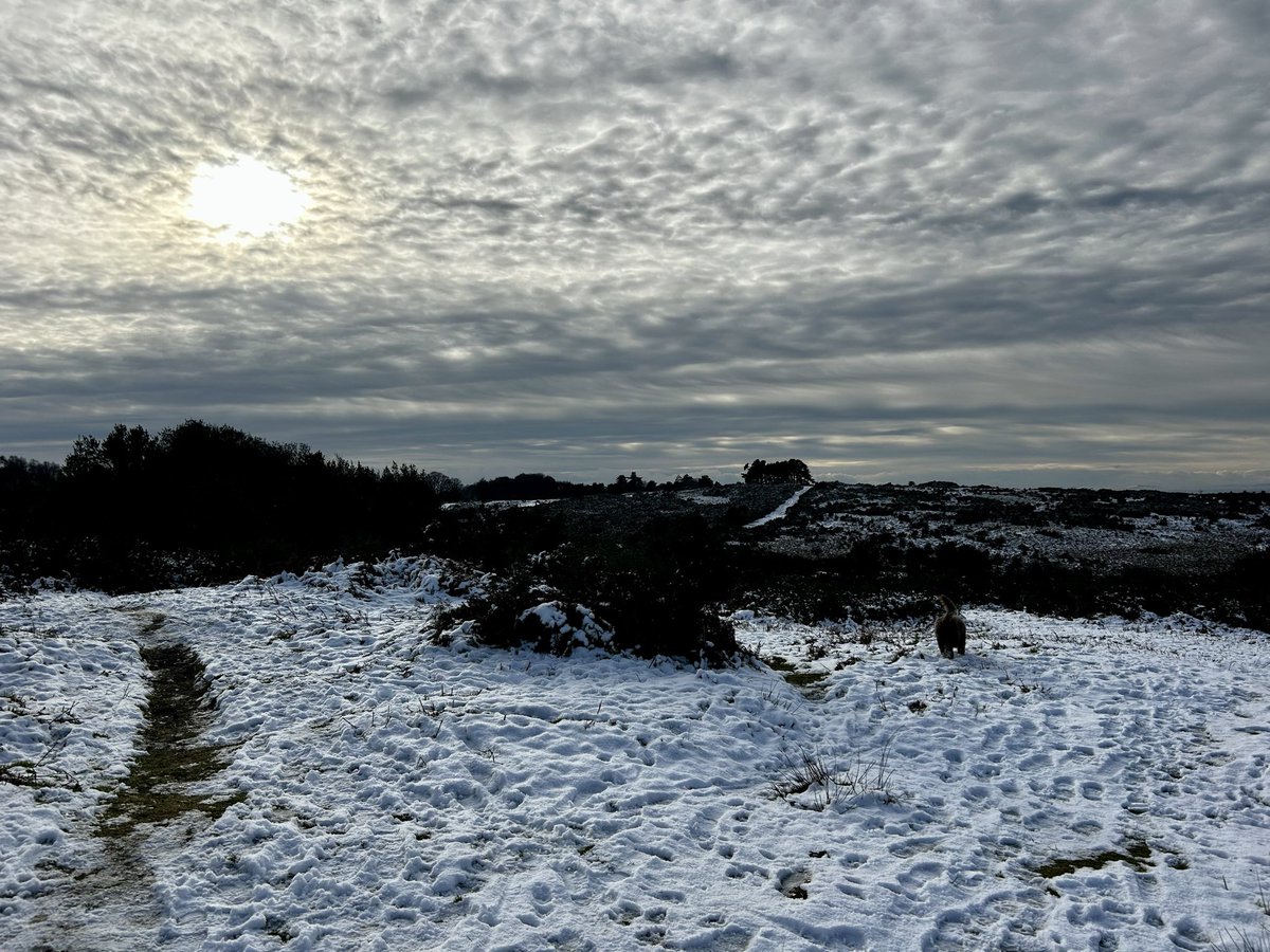 Beautiful views over the last couple of days #ashdownforest
#hny2025