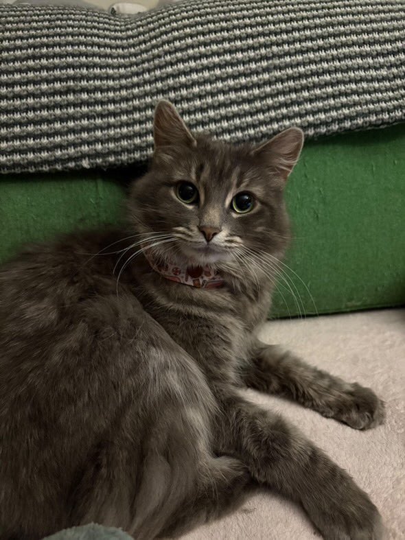 phannies please rt!!!
this is athena, she needs emergency surgery today &amp; as i’m sure you’re all aware, vet bills are not cheap. i’ve started a gofundme to help her owner, my friend and fellow phannie, raise money for her treatment 

gofund.me/cd06ce9b