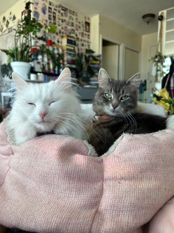 espresshoedan's tweet photo. phannies please rt!!!
this is athena, she needs emergency surgery today &amp; as i’m sure you’re all aware, vet bills are not cheap. i’ve started a gofundme to help her owner, my friend and fellow phannie, raise money for her treatment 

https://t.co/9tudvn0Iyz https://t.co/fmSpe1Hua0